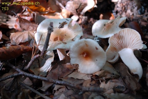 Hygrophorus poetarum - 