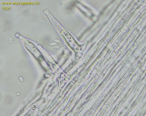 Strobilurus esculentus - Kaulozystiden - 