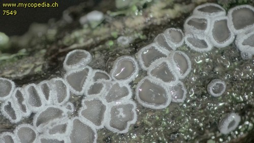 Lachnella alboviolascens - 