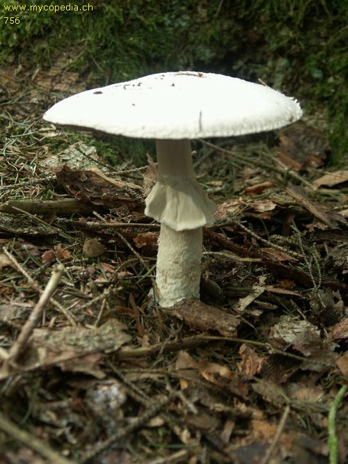 Agaricus silvicola - 