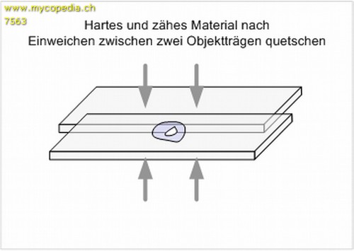 Quetschprparate - 