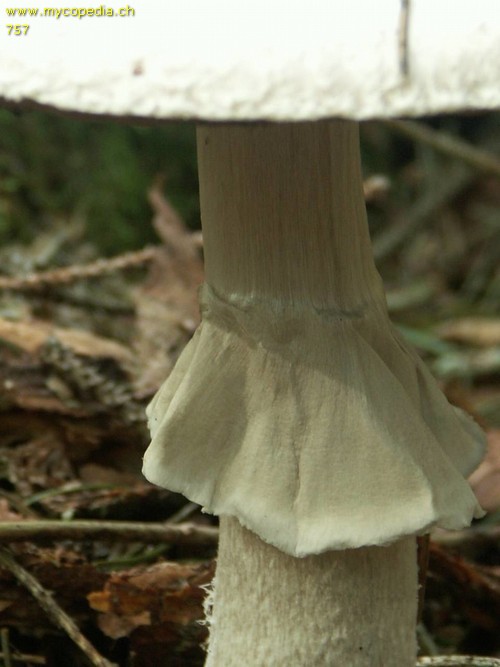 Agaricus silvicola - 