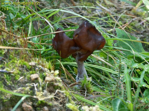 Gyromitra infula - 