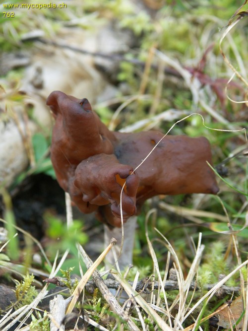 Gyromitra infula - 