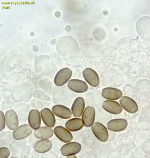 Panaeolus fimicola - Sporen - KOH  - 