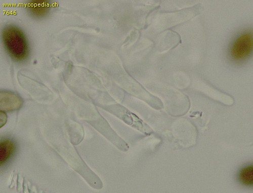 Panaeolus fimicola - Cheilozystiden - 