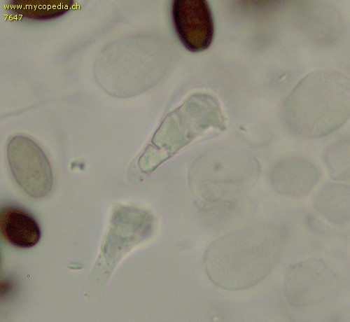 Panaeolus fimicola - Chrysozystiden - 