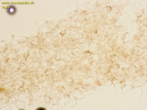 Panaeolus fimicola - HDS - 