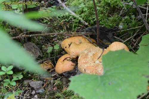 Lactarius salmonicolor - 