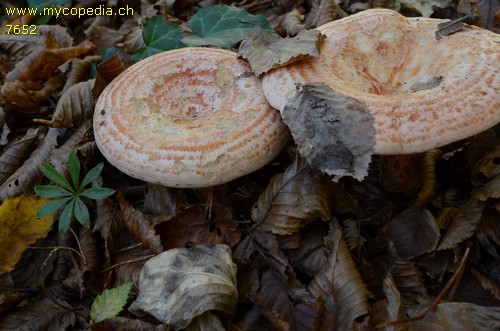 Lactarius deliciosus - 