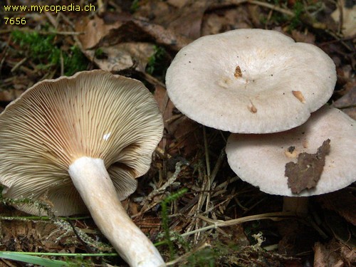 Lactarius glyciosmus - 