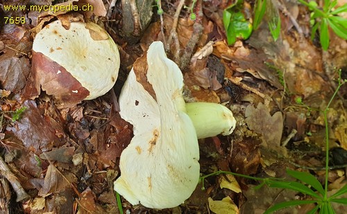 Lactarius piperatus - 