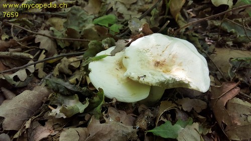 Lactarius piperatus - 