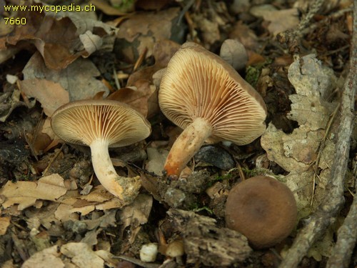 Lactarius pterosporus - 