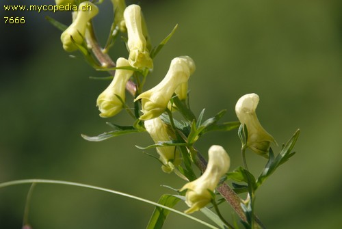 Aconitum lamarkii - 