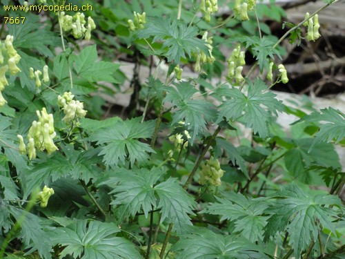 Aconitum vulparia - 