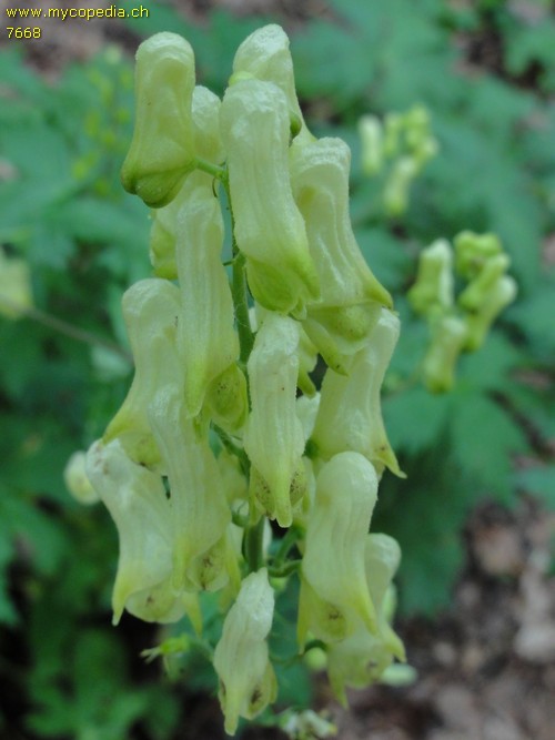 Aconitum vulparia - 