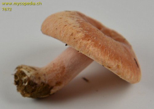 Lactarius torminosus - 