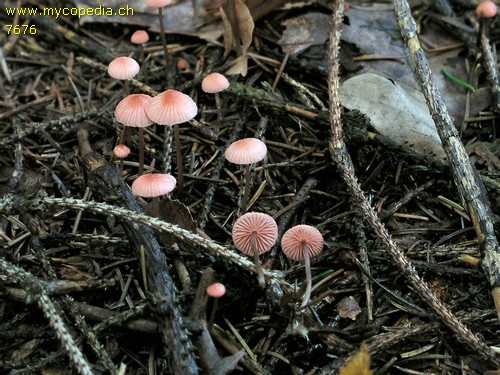 Mycena rosella - 