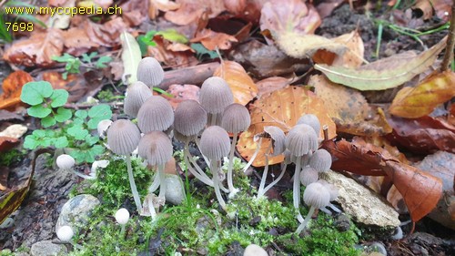 Coprinellus disseminatus - 