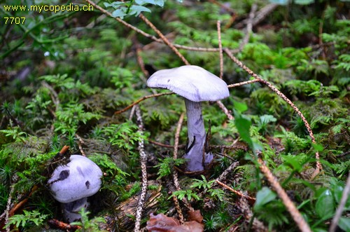 Cortinarius alboviolaceus - 