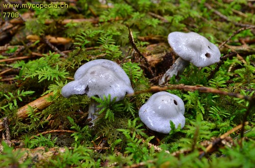 Cortinarius alboviolaceus - 