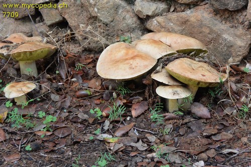 Boletus impolitus - 