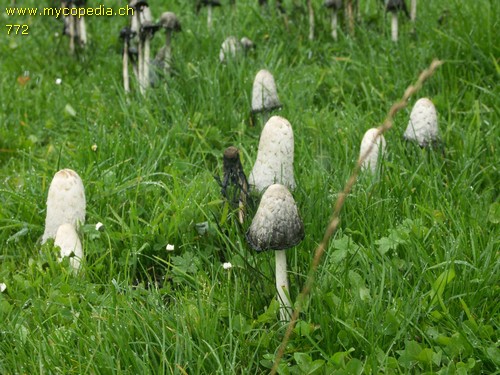 Coprinus comatus - 