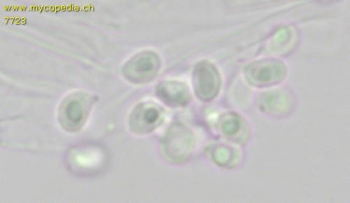Clavulinopsis luteoalba - 