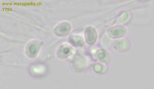 Clavulinopsis luteoalba - 