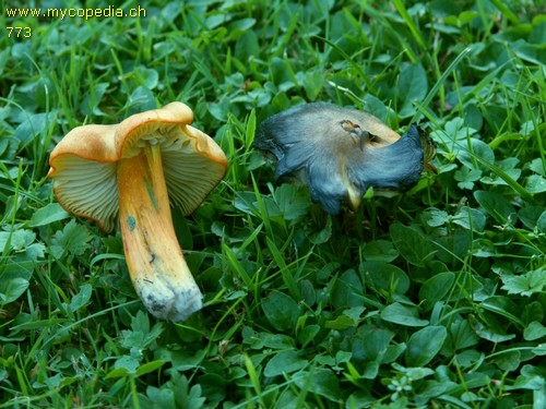 Hygrocybe conica - 