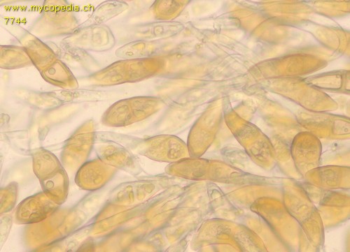 Puccinia malvacearum - 