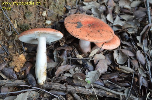 Russula emetica f. longipes - 