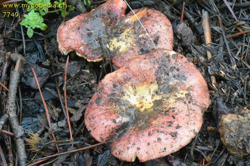 Russula melliolens - 