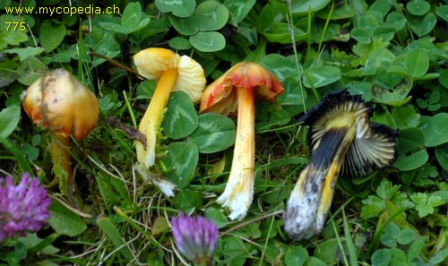 Hygrocybe conica - 