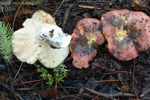 Russula melliolens - 