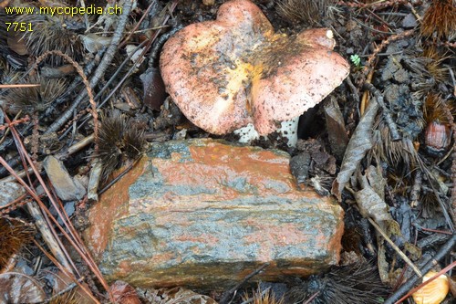 Russula melliolens - 