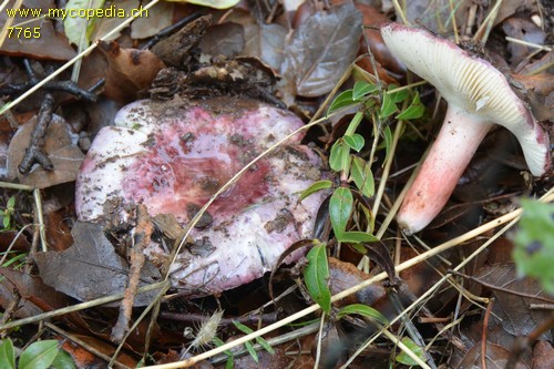 Russula amoena - 