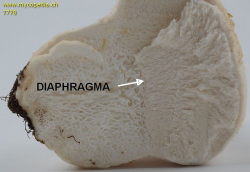 Diaphragma - 