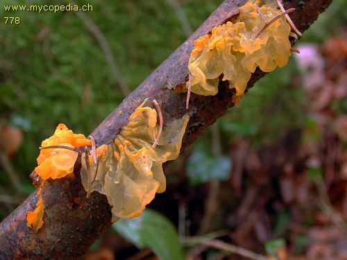 Tremella mesenterica - 