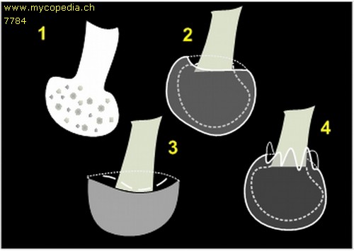 Stielbasis - 