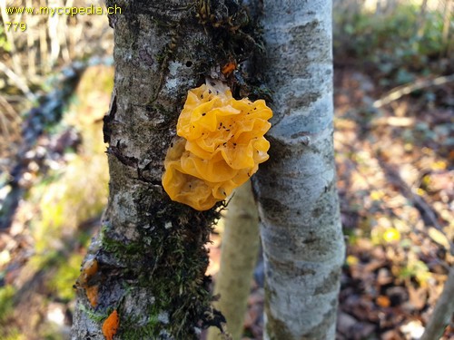 Tremella mesenterica - 