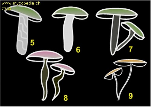 Stielformen - Grafik - 