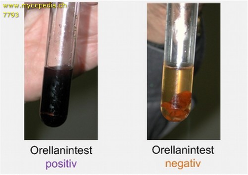 Orellanin-Test - Grafik - 