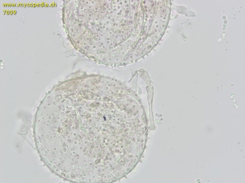 Coprinopsis cinereofloccosa - Velum - 