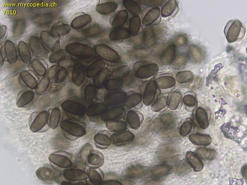 Coprinopsis cinereofloccosa - Sporen - Wasser  - 