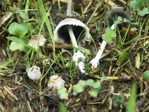 Coprinopsis cinerea - 