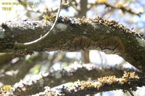 Phellinus tuberculosus - 