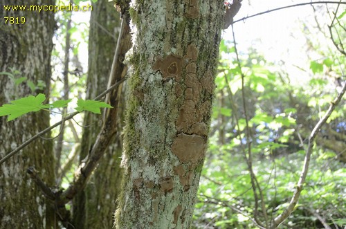 Phellinus tuberculosus - 