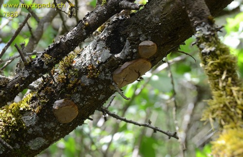 Phellinus tuberculosus - 